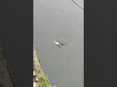 Αλιευτικό δόλωμα Πλήρης στρώση κολύμβησης Ψεύτικο δόλωμα Θάλασσα και γλυκό νερό