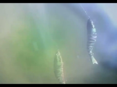 Τρισδιάστατα Μάτια BGO Πλαστικό Δόλωμα Ψαρέματος Βυθιζόμενο Οκτώ Αρθρώσεων Δόλωμα Ψαρέματος