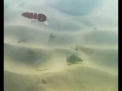 Δολώματα Αίματος Σκουληκιού για Πλήρη Κολύμβηση, Minnow, Πολυαρθρωτό Δόλωμα Ψαρέματος