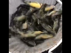 Λεκάνη ιχθυοκαλλιέργειας από μουσαμά PVC με γαλβανισμένο φύλλο